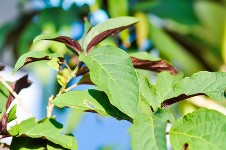 Picara,Excoecaria cochinchinensis Lour or EUPHORBIACEAE or bicolor plant or green and brown leafの写真素材