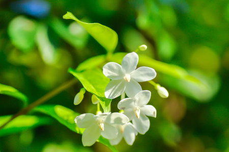 Wrightia religiosa ,APOCYNACEAE with white flower on the tree