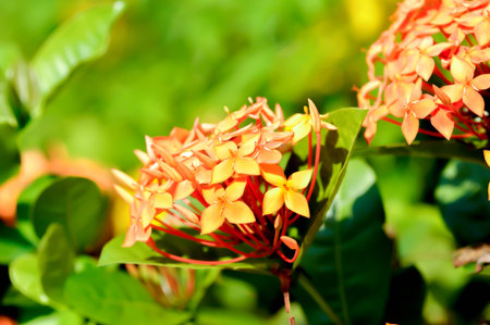 Ixora chinensis Lamk, Ixora spp or Zephyranthes or West Indian Jasmine and orange flower on the treeの写真素材