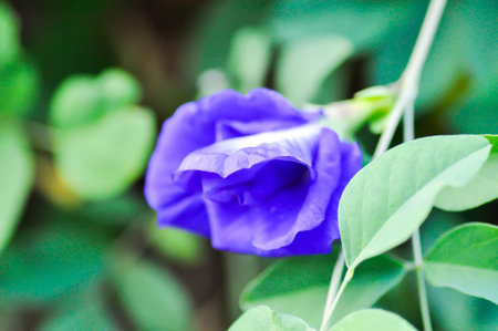 pigeon wings, Blue pea vine or Clitoria ternatea or butterfly pea , blue pea flower or purple flower or violet flowerの写真素材