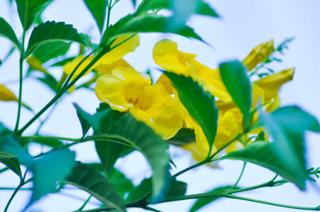 Trumpet vine, Yellow bell or Yellow elder or tecoma stans or yellow flower in the gardenの写真素材