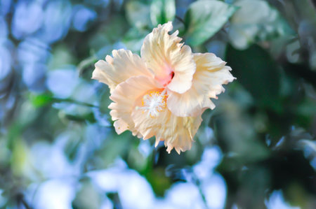 Chinese rose or Hibiscus or Hibiscus rosa sinensis or Hibisceae or Malvaceae , white hibiscus or...