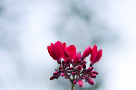 Cotton leaved jatropha, EUPHORBIACEAE or  Jatropha integerrima or  Jatropha integerrima Jacq or Peregrina or Spicy jatropha or pink flower or fuchsia flower in the gardenの写真素材