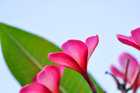 frangipani, frangipani flower or pagoda tree or temple tree with fowers or pink flower or pink frangipani flowerの写真素材