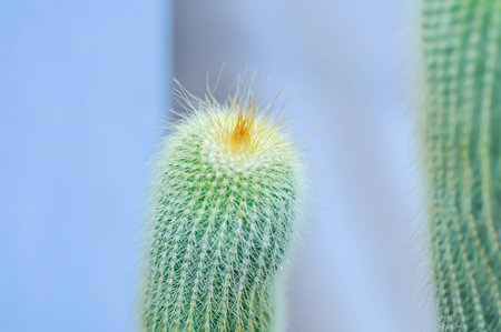 Golden Ball Cactus, golden torch cactus or  Parodia leninghausii or lemon ball cactus or succulent plantの写真素材