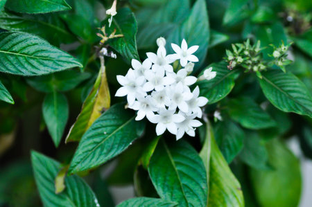Pentas lanceolata , Egyptian star cluster or RUBIACEAE or Egyptian starcluster or Starflower or White Egyptian starcluster flowers or white flowerの写真素材