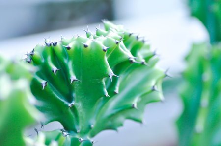 Euphorbia Lactea Cristata,  Euphorbia Lactea F Cristata or Euphorbia lactea or succulent plantの写真素材