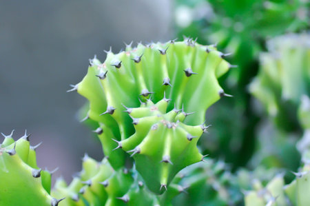 Euphorbia Lactea Cristata,  Euphorbia Lactea F Cristata or Euphorbia lactea or succulent plantの写真素材