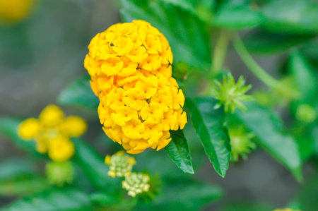 Lantana camara L, Cloth of gold or Hedge flower or Lantana or Weeping lantana or White sage or VERBENACEAE or yellow flower in the gardenの写真素材
