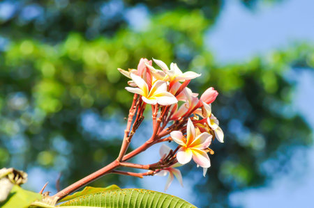 frangipani, frangipani flower or pagoda tree or temple tree with flowers or white flower or yellow ,pink and white flower and sky backgroundの写真素材