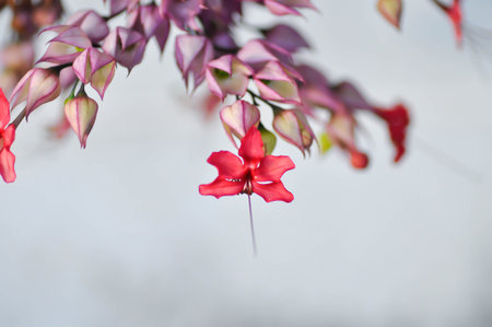 Bleeding heart vine or Clerodendrum thomsoniae Balf or Bag flower or LAMIACEAE or red flower or pink...