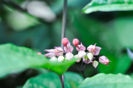 Bleeding heart vine or Clerodendrum thomsoniae Balf or Bag flower or LAMIACEAE or red flower or pink flower in the gardenの写真素材