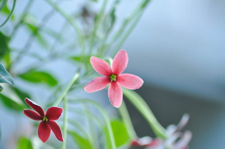 Rangoon Creeper, Combretum indicum plant or pink flower in the gardenの写真素材