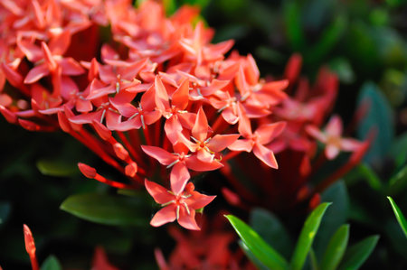 Ixora chinensis Lamk, Ixora spp or Zephyranthes or West Indian Jasmine or red Ixora or red flowerの写真素材