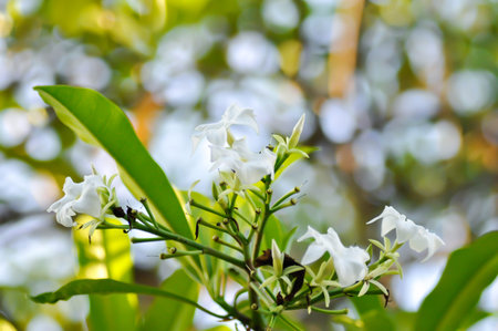 Cerbera Odollam Gaertn or Apocynaceae , white flower and sky backgroundの写真素材