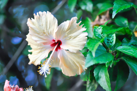 Chinese rose or Hibiscus or Hibiscus rosa sinensis or Hibisceae or Malvaceae , white hibiscus or cream hibiscus or white flowerの写真素材