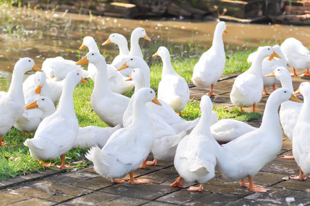 duck or ducks on the farm , farm animal near the canalの写真素材