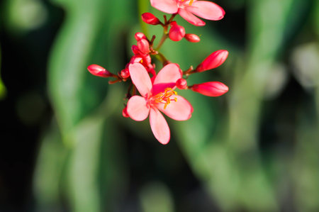Cotton leaved jatropha, EUPHORBIACEAE or Jatropha integerrima or Jatropha integerrima Jacq or...