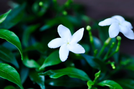 Cape Jasmine , Gardenia jasminoides or Gardenia or Crepe Jasmine or white flower in the gardenの写真素材