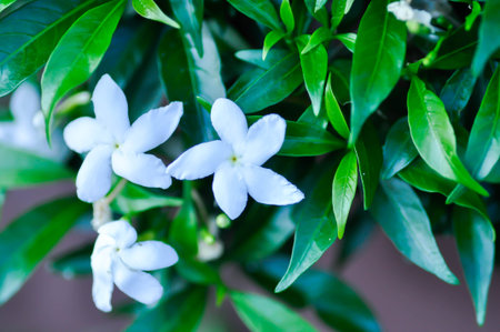 Cape Jasmine , Gardenia jasminoides or Gardenia or Crepe Jasmine or white flower in the gardenの写真素材