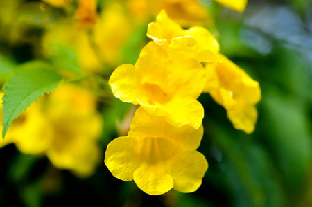 Trumpet vine, Yellow bell or Yellow elder or Tecoma stans and yellow flower in the garden