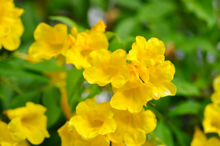 Trumpet vine, Yellow bell or Yellow elder or Tecoma stans and yellow flower in the garden