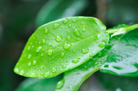 ficus pumila or climbing fig or MORACEAE and rain droplet or dew drop