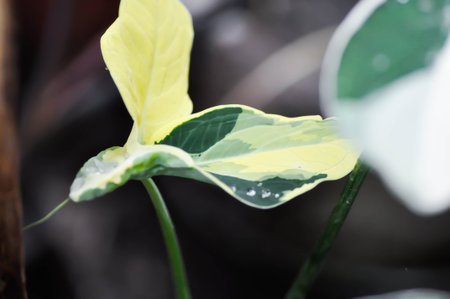 Albomarginata, Araceae or Schott or Xanthosoma sagittifolium or Mickey Mouse Plant and rain droplet or dew dropの写真素材