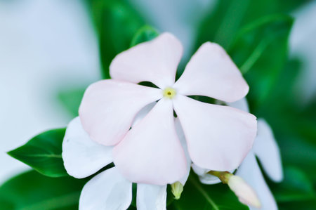 ludwigia adscendens , West Indian paeriwinkle or Catharanthus roseus or Vinca or Old maid or white...