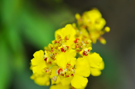 Dancing lady orchid, O flexuosum x O sphacelatum or  Oncidium or Oncidium sp Goldiana or  oncidium...