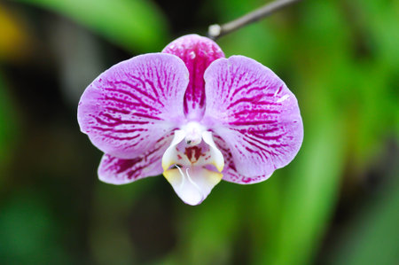 Doritaenopsis, Doritis or  enopsis or Moon Orchid or moth orchid or Phalaenopsis or  Phalaenopsis...