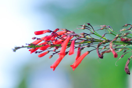 Bitter wood, Coral plant or Firecracker plant or  Fountain plant or  PLANTAGINACEAE or  Russelia equisetiformis or red flower in the gardenの写真素材