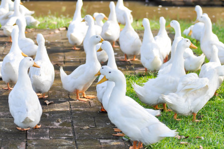 duck or ducks on the farm , farm animal near the canalの写真素材