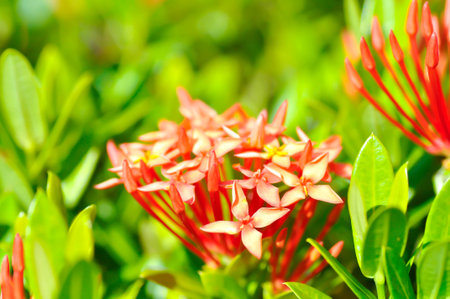 Ixora chinensis Lamk, Ixora spp or Zephyranthes or West Indian Jasmine or red Ixora or red flowerの写真素材