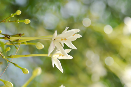 Cork tree, Indian cork tree or Millingtonia hortensis Linn or BIGNONIACEAE or white flower in the gardenの写真素材