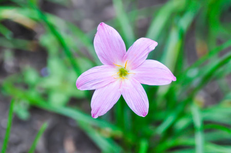 Zephyranthes carinata Herb, Amaryllidaceae or Pink Rain Lily or Fairy Lily or pink flower