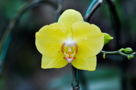 Moon Orchid, moth orchid or Phalaenopsis or Phalaenopsis amabilis or yellow orchid or yellow Phalaenopsis or yellow flowerの写真素材