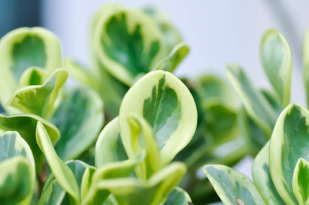 Peperomia obtusifolia, Baby Rubber Plant or Pepper Face or PIPERACEAE or bicolor plant or green and white leafの写真素材