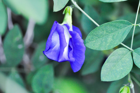 pigeon wings, Blue pea vine or Clitoria ternatea or butterfly pea , blue pea flower or purple flower or violet flowerの写真素材