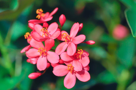 Cotton leaved jatropha, EUPHORBIACEAE or  Jatropha integerrima or  Jatropha integerrima Jacq or Peregrina or Spicy jatropha or pink flower or fuchsia flower in the gardenの写真素材