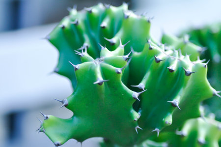 Euphorbia Lactea Cristata,  Euphorbia Lactea F Cristata or Euphorbia lactea or succulent plant
