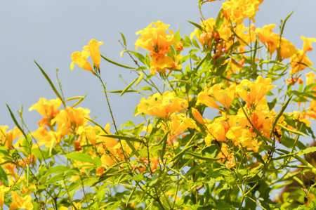 Trumpet vine, Yellow bell or Yellow elder or tecoma stans or yellow flower in the garden