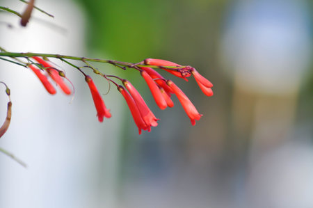 Bitter wood, Coral plant or Firecracker plant or  Fountain plant or  PLANTAGINACEAE or  Russelia equisetiformis or red flower in the gardenの写真素材