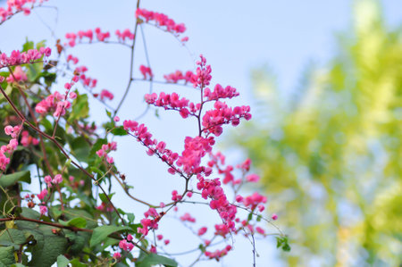 Antigonon leptopus , Coral vine or Mexican creeper or Chain of love or Pink vine or Honolulu Creeper or POLYGONACEAE or pink flowers in the gardenの写真素材