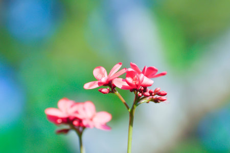 Cotton leaved jatropha, EUPHORBIACEAE or  Jatropha integerrima or  Jatropha integerrima Jacq or Peregrina or Spicy jatropha or pink flower or fuchsia flower in the gardenの写真素材