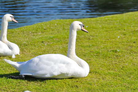 Swan or Cygnus ,Mute Swan or Cygnus olor or white swan on the grassの写真素材