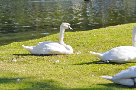 Swan or Cygnus ,Mute Swan or Cygnus olor or white swan on the grassの写真素材
