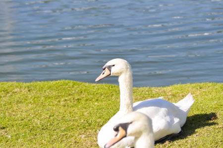 Swan or Cygnus ,Mute Swan or Cygnus olor or white swan on the grassの写真素材