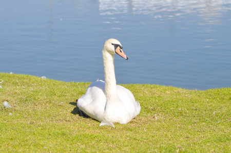Swan or Cygnus ,Mute Swan or Cygnus olor or white swan on the grassの写真素材
