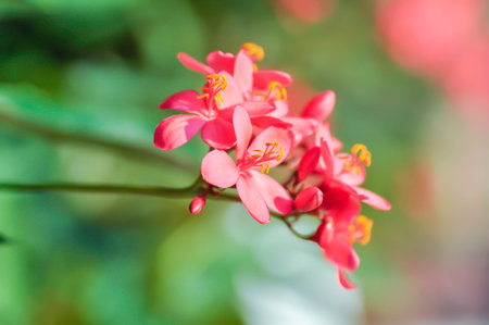 Cotton leaved jatropha, EUPHORBIACEAE or  Jatropha integerrima or  Jatropha integerrima Jacq or Peregrina or Spicy jatropha or pink flower or fuchsia flower in the gardenの写真素材